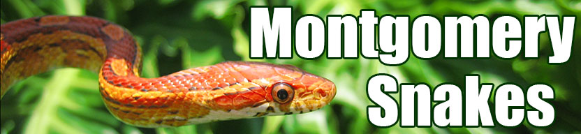 Montgomery snake