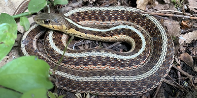 Montgomery snake